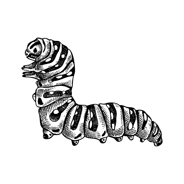 Sketched illustration of caterpillar. Hand drawn butterfly Metamorphosis sketch. Vintage insect vector drawing on white background. Wildlife design elements.
